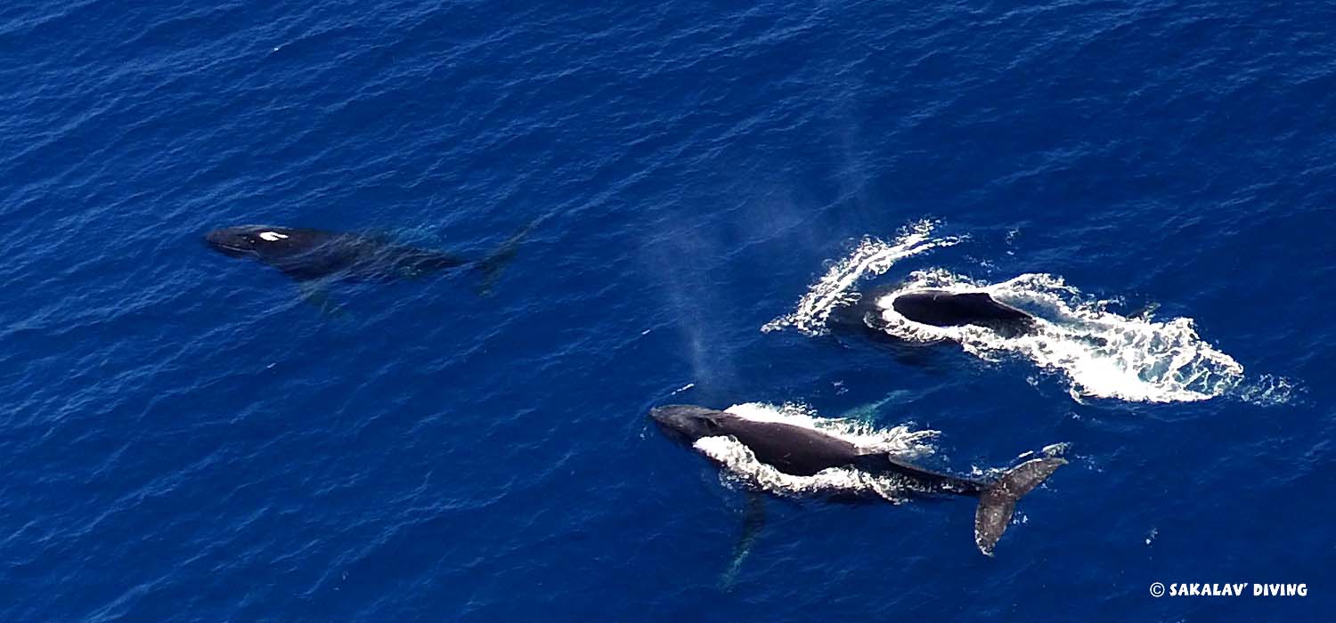baleines à bosses à Nosy Be